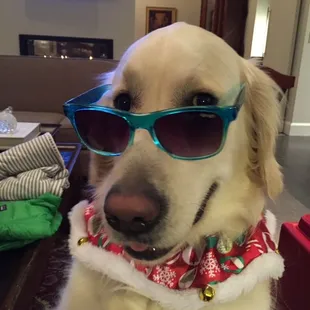 Hank loves to dress up.