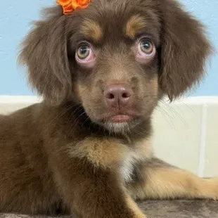 Tia first puppy cut.