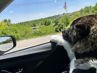 Deb’s Diamond Pet Parlor