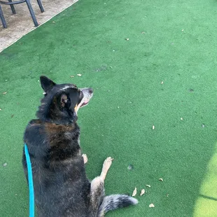 Patio dogs and drinks