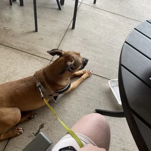 Server brought our dog her own water cup