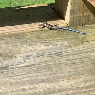 Lizard on the porch