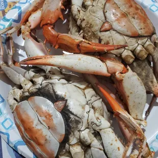 Large FEMALES crabs...yeah..ok