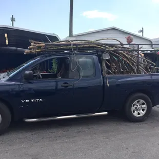 Whole load of sugar cane