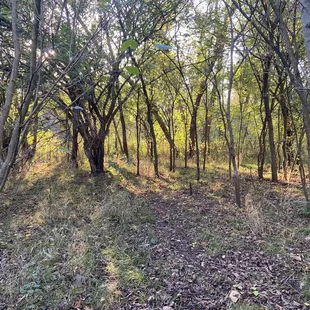 Short path from site