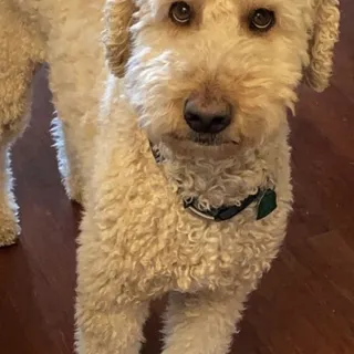 S A.