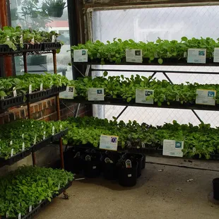 Hundreds of hard-to-find vegetable plants