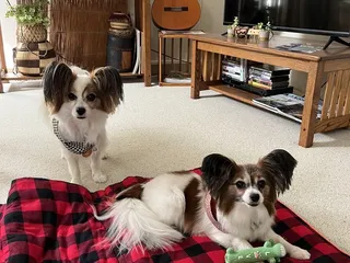 Precious Paws Dog & Cat Grooming