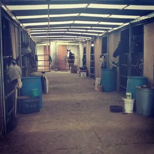The horses greet me as I come in to clean their home