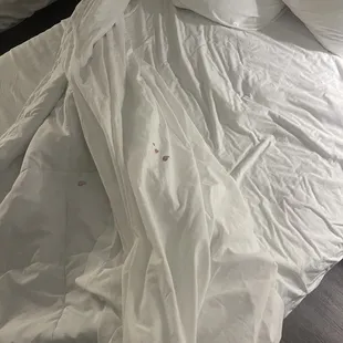 Blood in our bed.