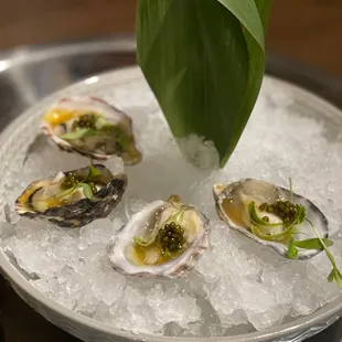 Raw Kusshi Oysters