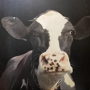 The cow that watches you pee.