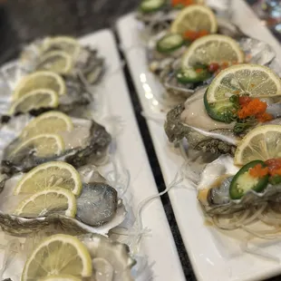 Oysters soo good and fresh