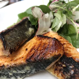 Salmon