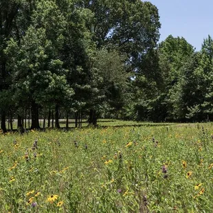 Fields of gold and wild flowers