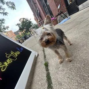 Our Dior Tea cup yorkie