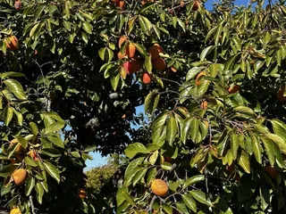 Otow Orchard