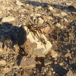 a spider crawling on a rock
