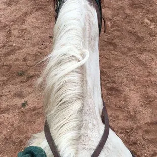 My horse. So beautiful. His name was Cube.