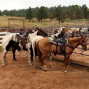 These are all the horse that were ready to be ridden on.