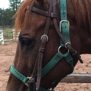 This horse was named Donald:
