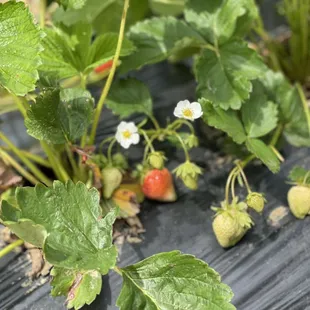 strawberries growing in the garden