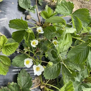 a strawberry plant growing in a plastic container