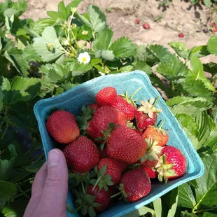 May is strawberry season!