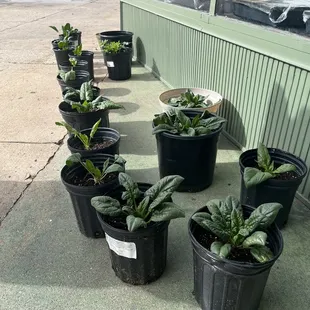 Front of place had their produce happy in the sun