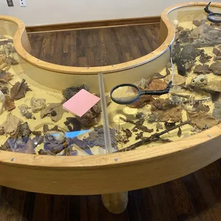 Great nature activities for kids (and adults)