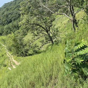 Difficult trail but fun!