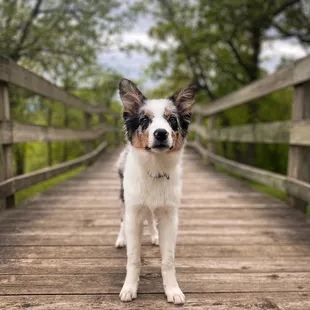 Kodiak the border collie