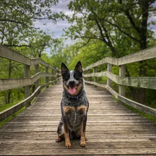 dexter the blue heeler