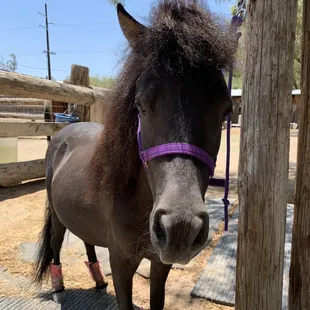 Happy horse getting ready to be groomed.