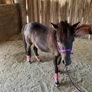 Happy horse in her stall getting ready to go for a walk.
