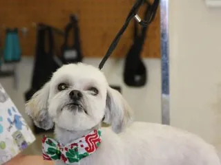 Camino Verde Pet Resort