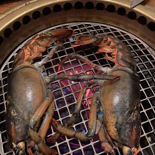 Lobster