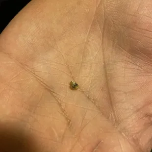 a tiny bug on the palm of a person