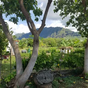 Beautiful Waianae mountains in the backdrop