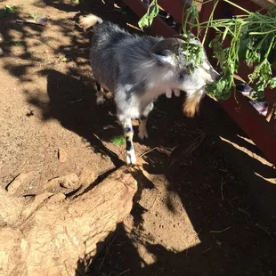 Students feeding the goat