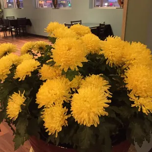 Bright, live flowers!