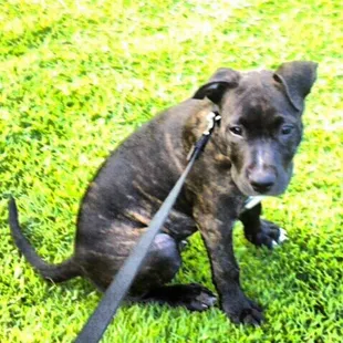 This is my bitch "SADIE"