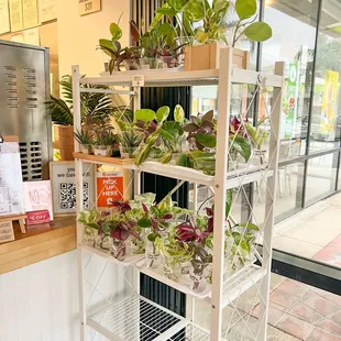 Houseplants propagation for sell