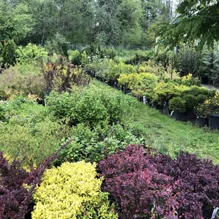 Lots of choices for shrubs