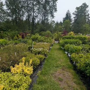 Tons of shrubs