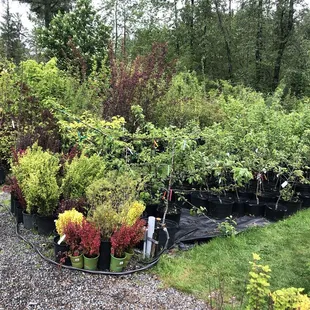 Great selection of trees and shrubs.