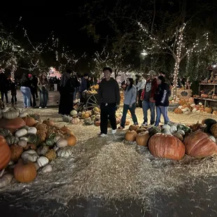 Pumpkin Patch