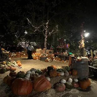 More pumpkins to purchase Hobbs Grove 2024