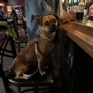 If you see this adorable pup named &quot;Poino&quot; please tell him I said &quot;hi&quot;!!