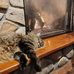 Cat by the fireplace